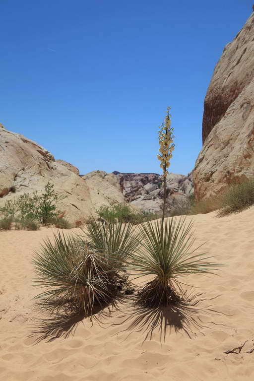 Valley of Fire